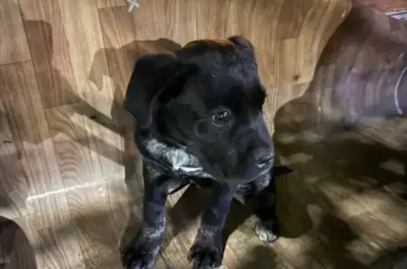 Найдена собака, Владикавказ, фото: Найдена собака, Владикавказ, Сев. Осетия