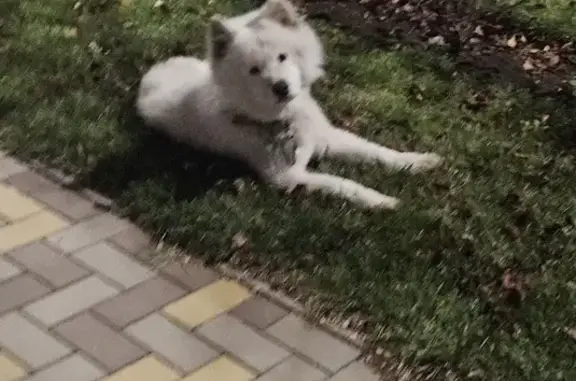 Самоед найден: Ростов-на-Дону, обл.