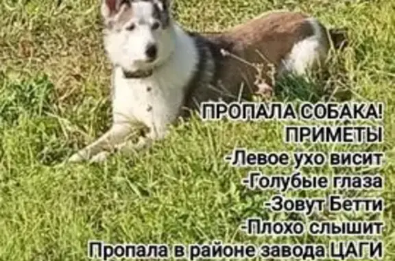 Пропала собака, ЦАГИ, Конаково, Тверская обл.