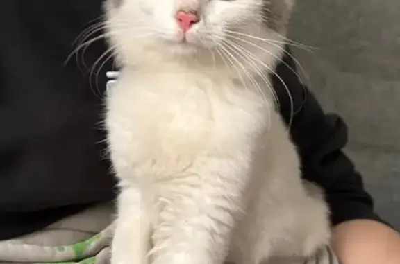 Найдена кошка, Тамбов, фото: Котенок найден: Свободная ул., 4 к8 с1