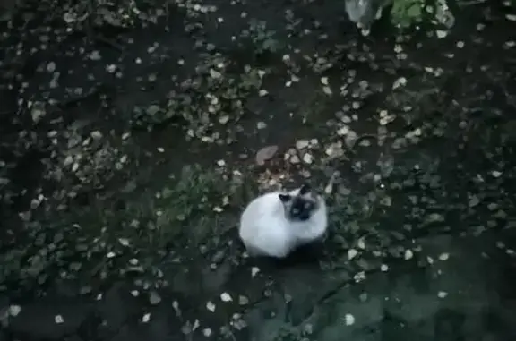 Найдена кошка, Санкт-Петербург, фото: Найдена кошка, ш. Революции 33к3, СПб