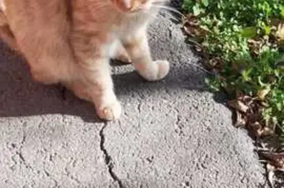 Найдена кошка, Краснодар, фото: Кошка найдена, ул. Репина, 8, Краснодар