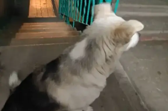 Собака найдена: Приупская ул, 7, Тула