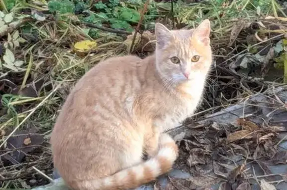 Найдена кошка, , фото: Рыжая кошка у школы 49, ул. Рупасова