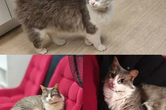 Найдена кошка, Медведево, фото: Кошка найдена: ул. Дмитрия Средина, 7