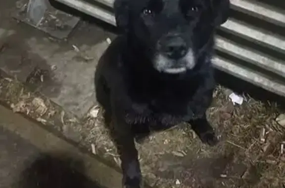 Найдена собака, Красноярск, фото: Найдена собака на Лесопарковой ул., Красноярск