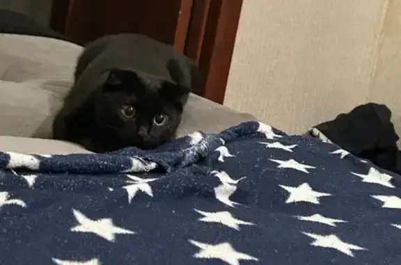 Кошки потеряшки, Златоуст, фото: Потеряшка кошка, ул. Мельнова 19, Златоуст