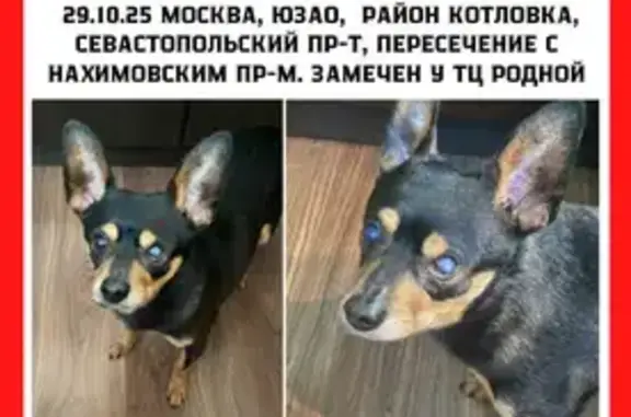 Собаки потеряшки, Москва, фото: Потеряшка собака, Нахимовский пр. 25А