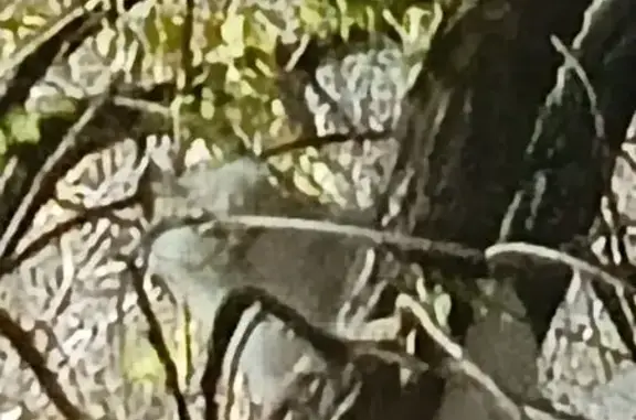 Кошка на дереве, 60 лет Октября, 14