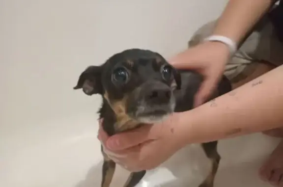 Пропала собака в Новокузнецке