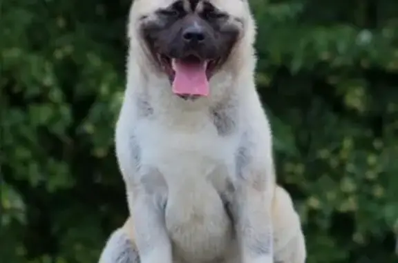 Собаки потеряшки, Чебоксары, фото: Потеряшка собака, Чебоксары, Новоилларионовская 51