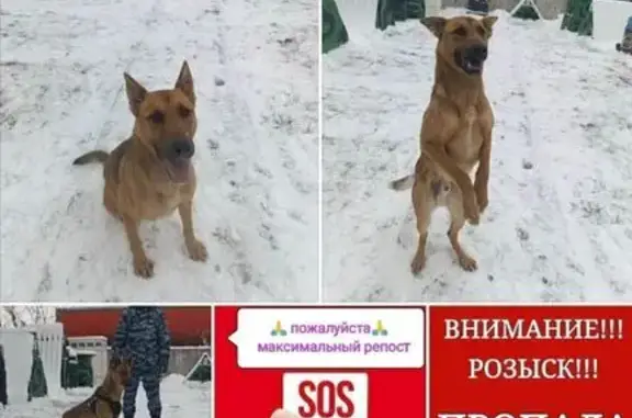 Пропала собака, Альдермыш, Татарстан