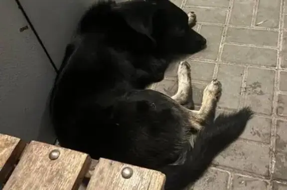 Собака найдена, ул. Капустина 14, Ростов