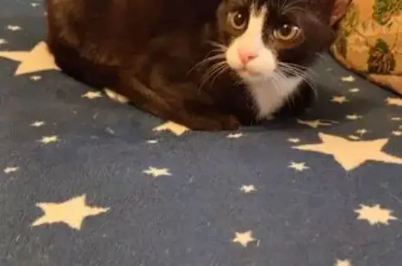 Кошки потеряшки, Петрозаводск, фото: Потеряшка кошка, Чкалова, Петрозаводск