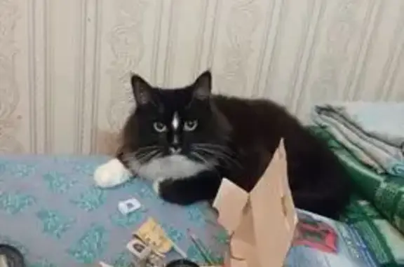 Пропала кошка, ул. Репина 8, Калининград