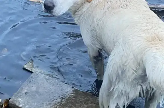 Пропала собака, ул. Андреевская 43, Кашары