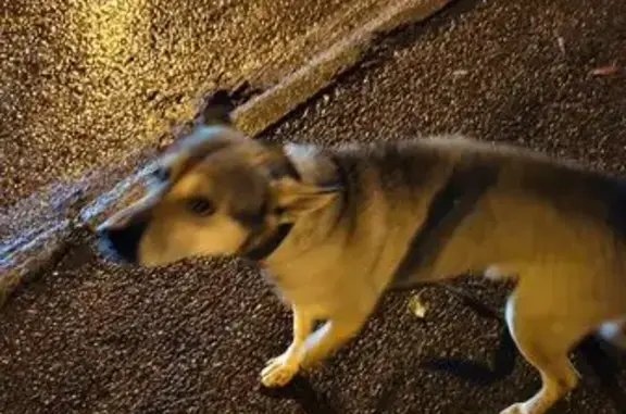 Найдена собака, Магнитогорск, фото: Серая собака найдена: Доменщиков 5/2