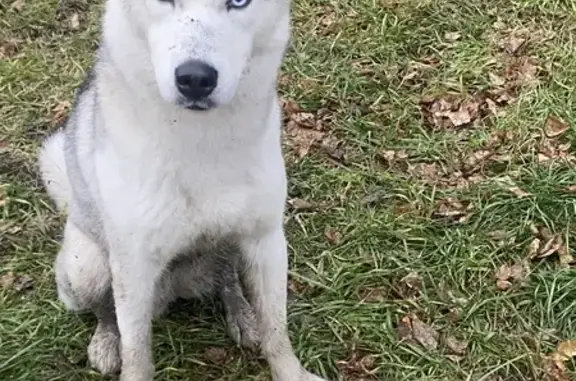Найдена собака, Тюмень, фото: Хаски найден на Геологоразведчиков, 44А