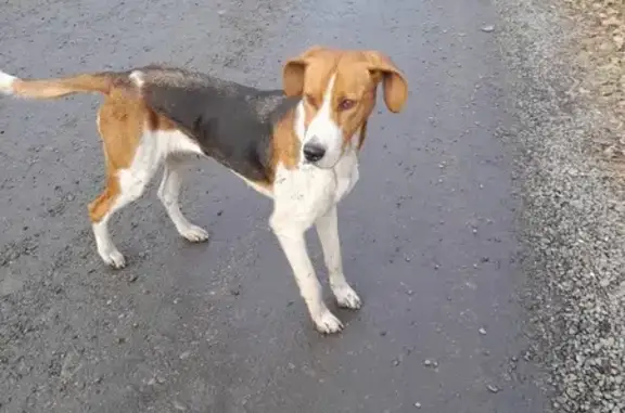 Найдена собака, , фото: Собака найдена в Междуреченске, Кемерово