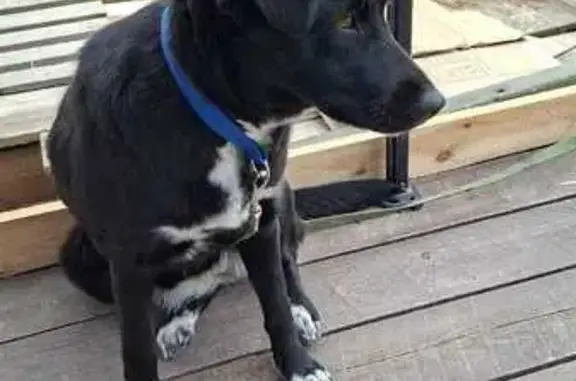 Собака найдена на Можайской, Ростов-на-Дону