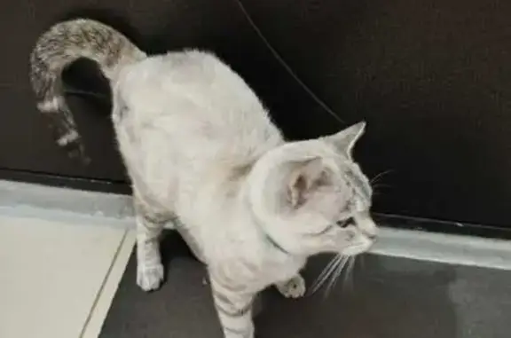 Объявления о пропавших и найденных животных, Бузулук, фото: Кошка найдена: 2 мкр, Бузулук, Оренбургская обл.