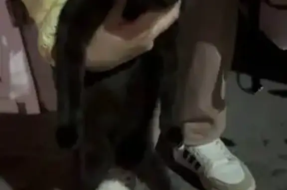 Кошка найдена: ул. Вильямса, 38, Тула