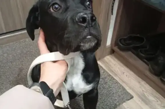 Найдена собака, Саратов, фото: Собака найдена на Крымской, 3А, Саратов