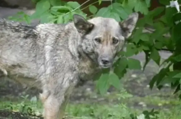 Собаки потеряшки, Ереван, фото: Потеряшка собака на ул. Гургена Маари, 39A