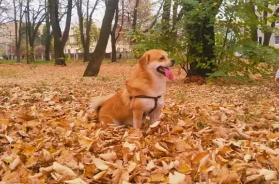 Собаки потеряшки, , фото: Потеряшка собака Микки, Владикавказ