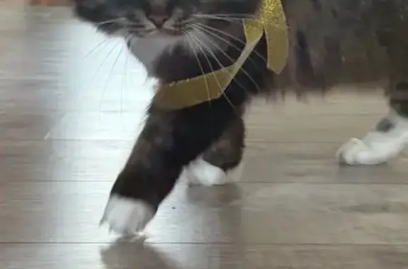 Пропала кошка, ул. А. Невского, 190Б