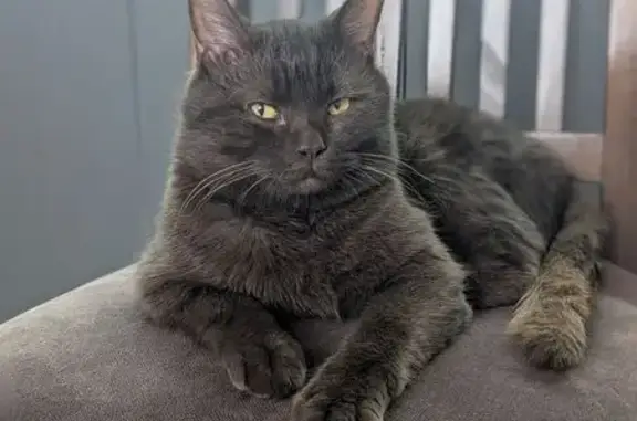 Кошки потеряшки, Алматы, фото: Потеряшка кошка, ул. Жандосова, Алматы