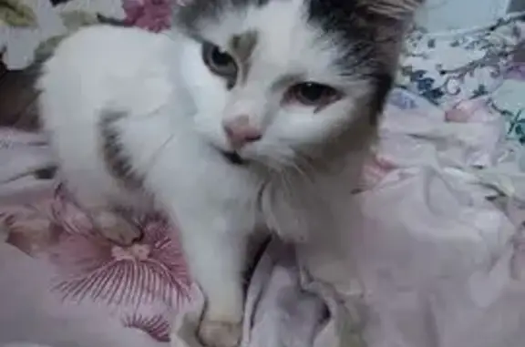 Кошка найдена в Никулино, Мошок - photo