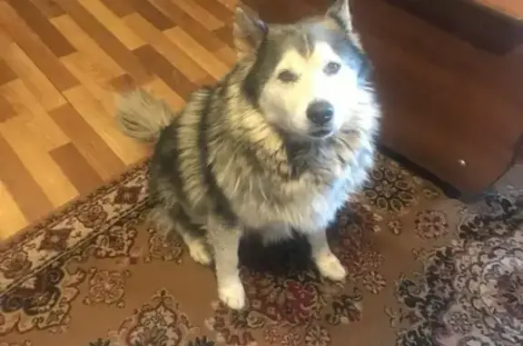 Собаки потеряшки, Челябинск, фото: Потеряшка собака, Октябрьская 7А, Челябинск