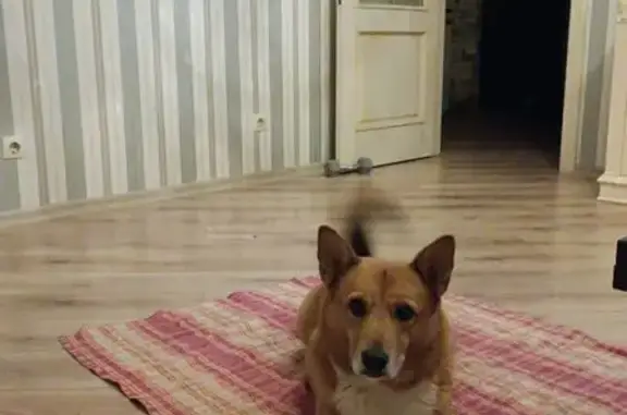 Пропала собака в «Поветлужье», Воскресенское