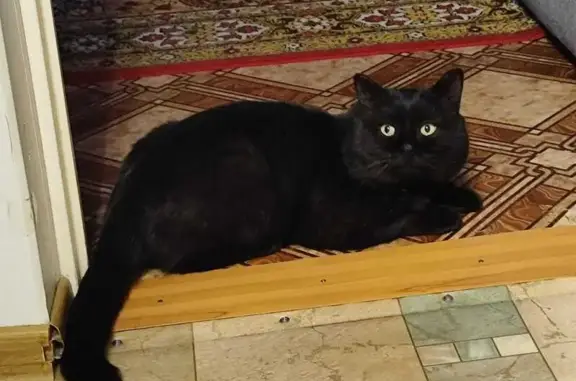 Пропал кот Бася, переулок Пушкина, Красное