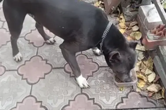 Найдена собака, ул. Ликбеза, Тула