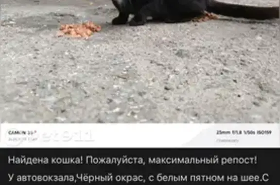 Кошки потеряшки, Чебоксары, фото: Потеряшка кошка, Привокзальная 1, Чебоксары