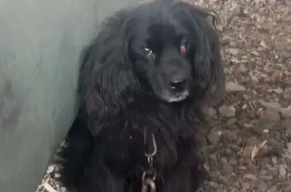 Пропала собака, Омск, ул. Андрианова