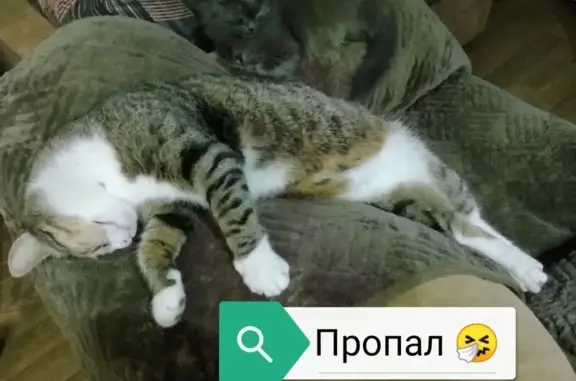 Кошки потеряшки, Ульяновск, фото: Потеряшка кошка, Ульяновск, ул. Победы