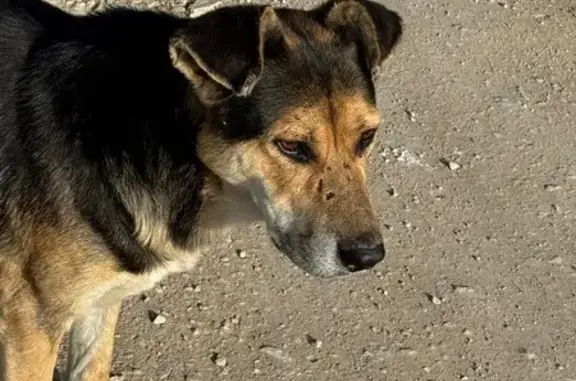 Собака найдена в Давыдовке (Абрикосовая)