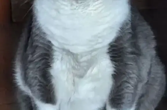 Кошки потеряшки, Новобессергеневка, фото: Потеряшка кот Томас, ул. Ленина, Новобессергеневка