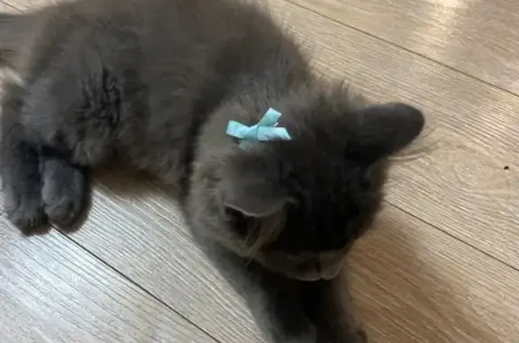 Пропала кошка, Белгород, Молодёжная ул.