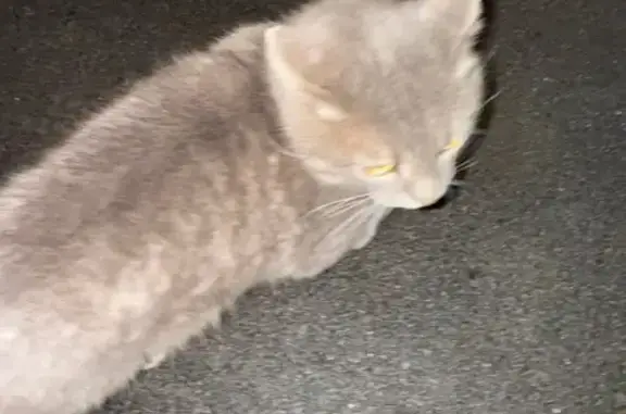 Кошка найдена: ул. Тазетдинова, 7 к2, Казань