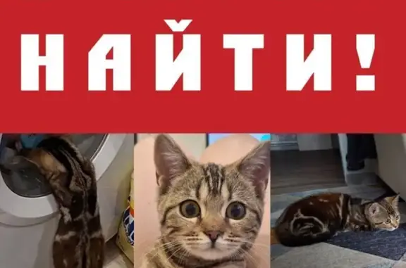 Кошки потеряшки, Тульская область, фото: Потеряшка кошка, Скуратово, 1-й Западный