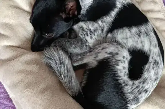 Собаки потеряшки, Новокузнецк, фото: Потеряшка собака, Ноградская ул. 3, Новокузнецк