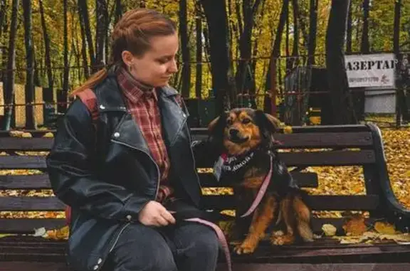 Собаки потеряшки, Рязань, фото: Потеряшка собака, ул. Горького 18, Рязань