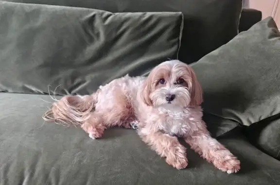 Собаки потеряшки, Москва, фото: Потеряшка собака на Большой Черемушкинской 24c101