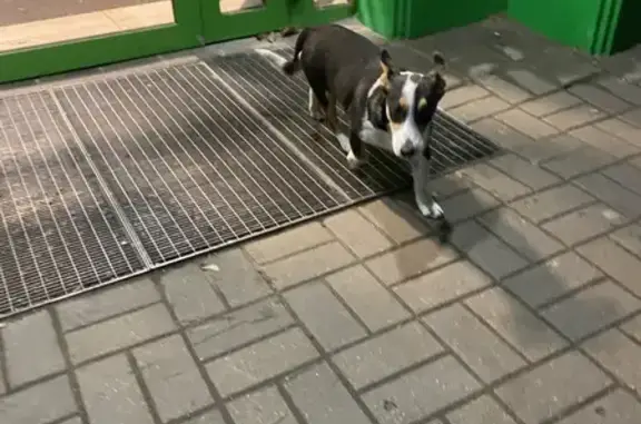 Собака найдена у ТЦ Версаль, Советская 64А