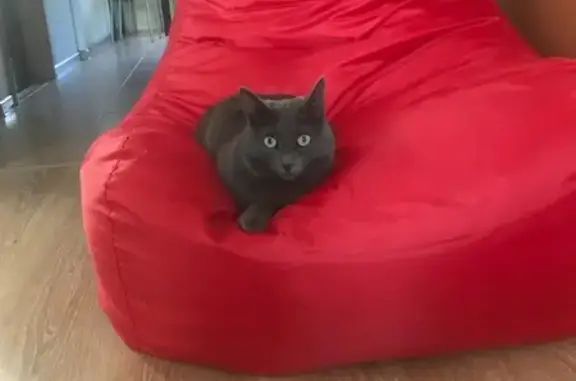 Кошки потеряшки, Шатура, фото: Потеряшка кошка, пр. Маршала Борзова, 10