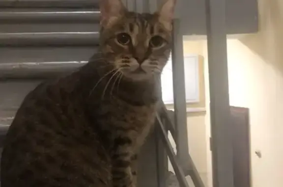 Найдена кошка, Волгоградский проспект, Москва